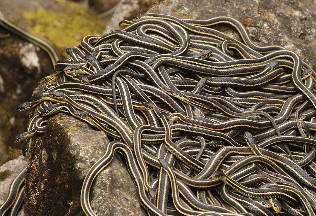 Тысячи змей в одном месте: острые ощущения для туристов