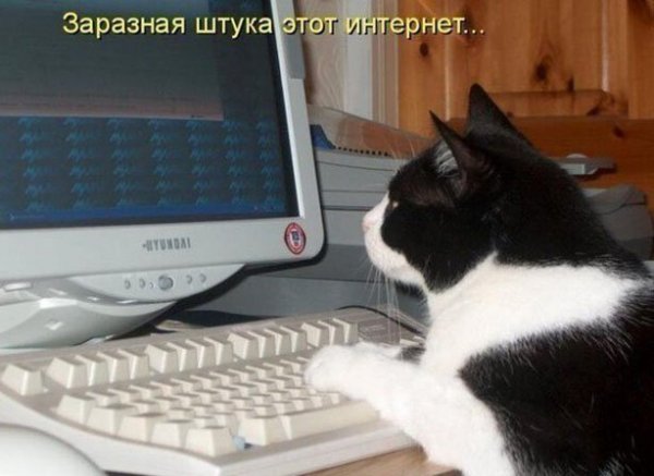 Коты и компьютеры 