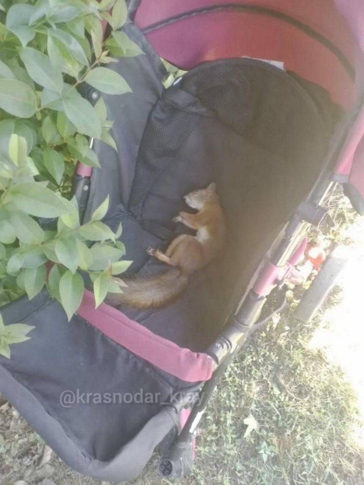 Подборка прикольных картинок  приколы,смешные картинки,юмор