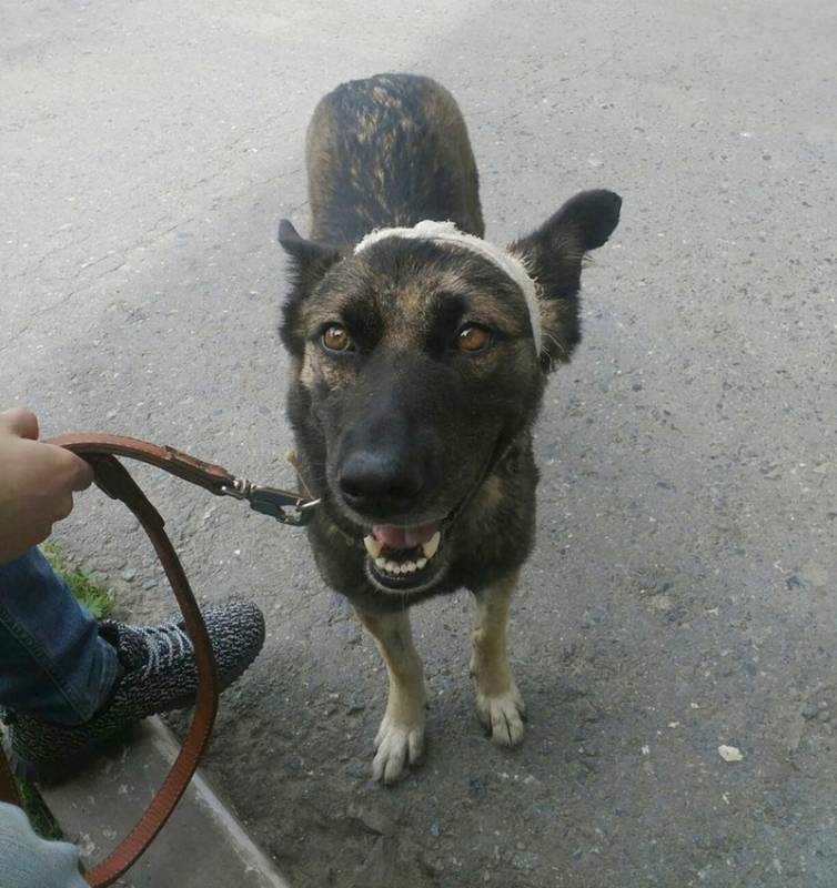 В Тюменской области из рук живодеров спасли собаку и теперь требуют наказания для извергов