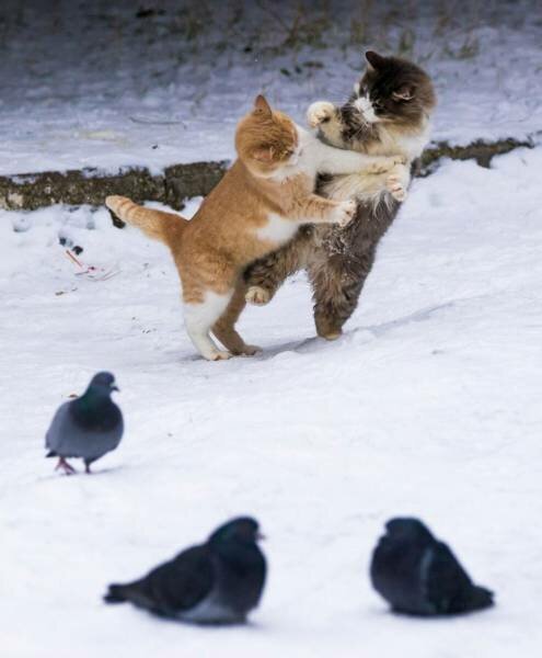 Как кошка с кошкой коты, подборка, разборка