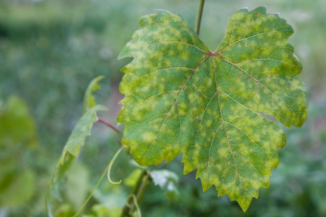 Топ-5 самых опасных болезней винограда дача,сад и огород,садоводство