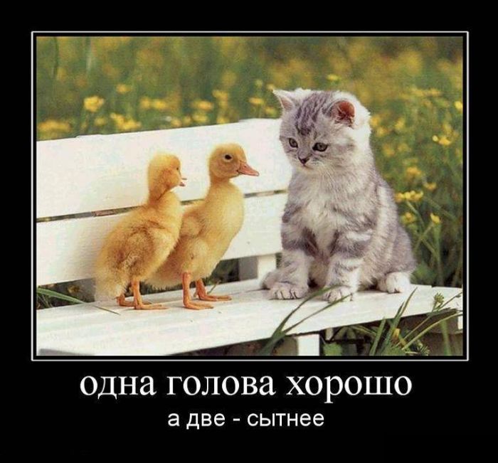 Имея не ценим. Демотиваторы 