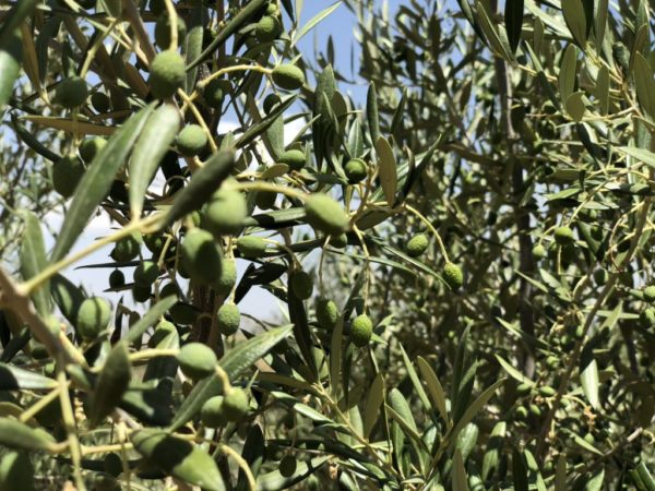 Какая разница между черными и зелеными оливками питание,полезные продукты,правильное питание