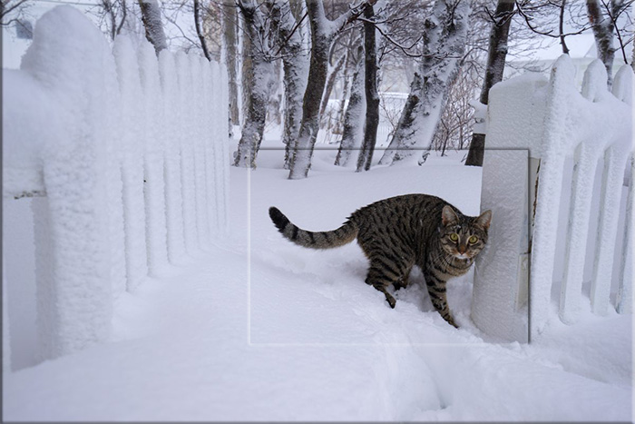 Коты привыкли жить бок о бок с людьми.