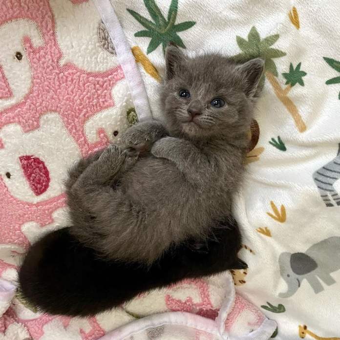 Без кота и жизнь не та