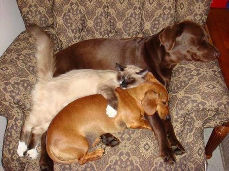 Фотография: 30 собак в самых невообразимых позах во сне №18 - BigPicture.ru