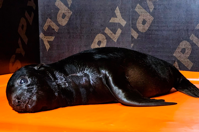 5. Без подписи