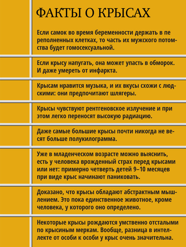 Серое существо. Все, что ты хотел знать о крысах, но не додумывался спросить крысы, которые, только, могут, крыса, человек, очень, когда, людей, несколько, крысами, человека, который, которых, менее, конечно, всегда, черная, минимум, также