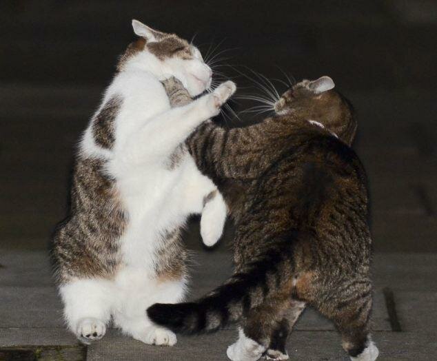 Как кошка с кошкой коты, подборка, разборка