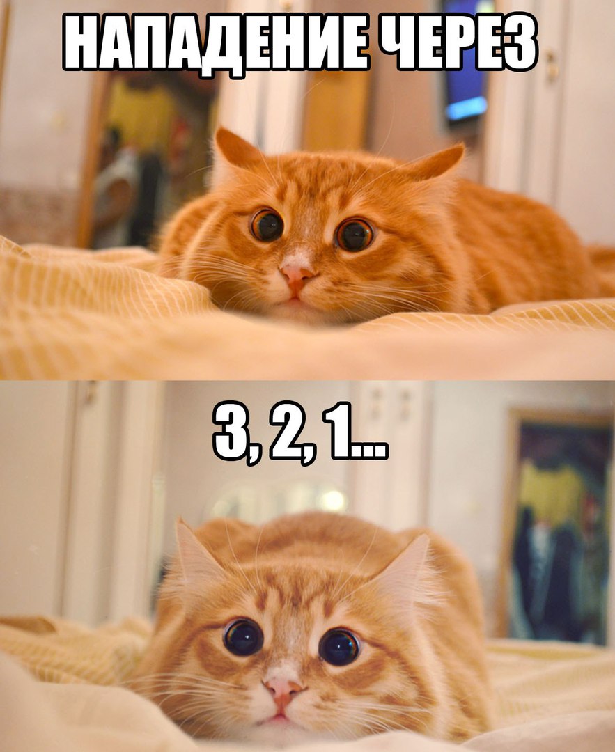 Забавные картинки с надписями до слез 