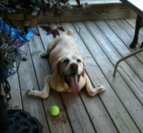 Прелестные животные, которые подарят вам улыбку 