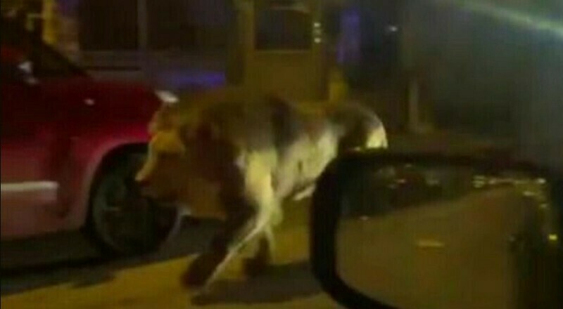 Видео: лев сбежал из цирка и шесть часов прогулял по итальянскому городку