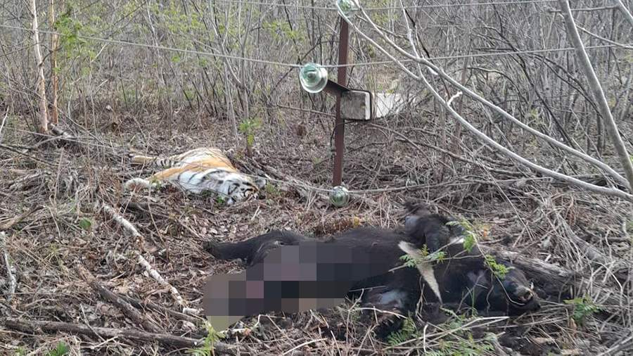 Погибших тигра и медведя обнаружили у упавшей ЛЭП в Приморье