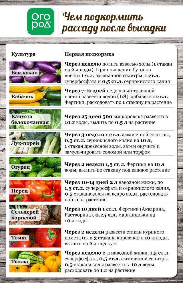 Все, что вы хотели знать о высадке рассады в грунт Все, что вы хотели знать о высадке рассады в грунт огород
