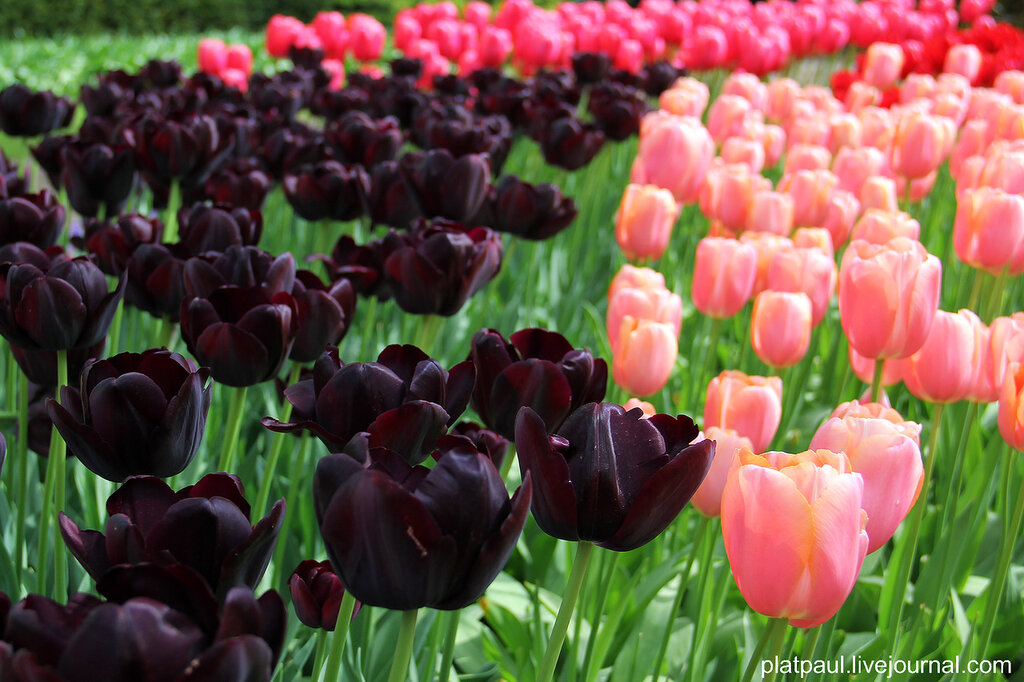 Цвет черный тюльпан. Тюльпан Блэк Бин. Королевские черные тюльпаны. Королевский тюльпан темные. Черный тюльпан Голландия.