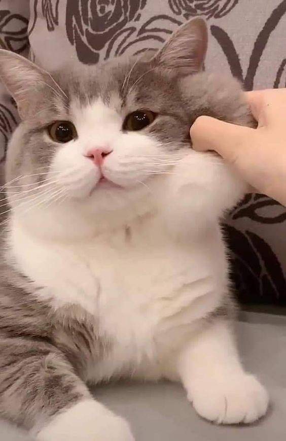 Подборка прикольных картинок  приколы,смешные картинки,юмор