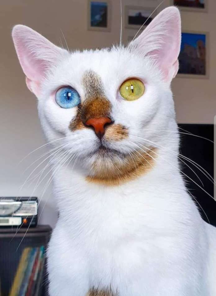 Без кота и жизнь не та