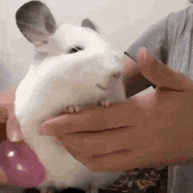 Подборка гифок Подборка гифок смешные картинки