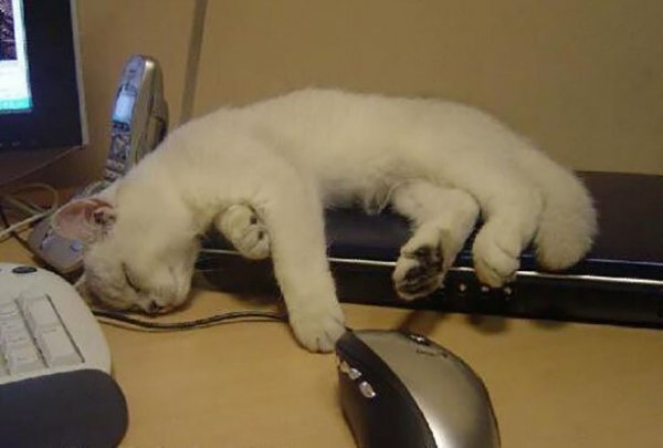 Коты и компьютеры компьютеры,коты,технологии,юмор и курьезы