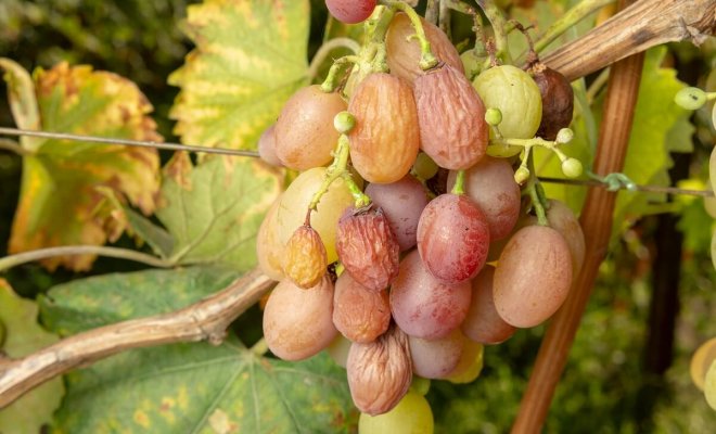 Топ-5 самых опасных болезней винограда