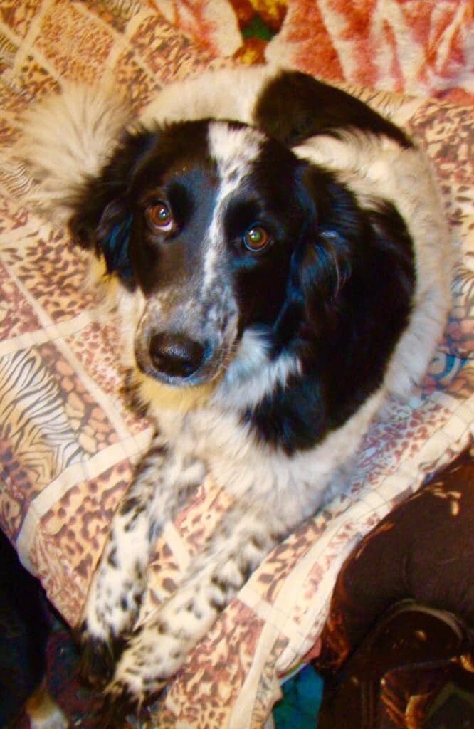 До сих пор собака сжимается в комочек от резких движений. Но ее жизнь уже изменилась благодаря доброй девушке