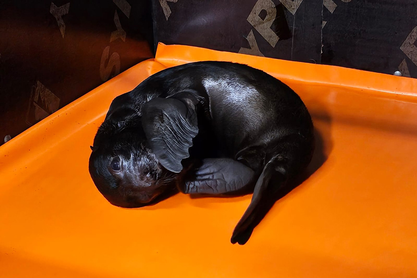 3. Без подписи