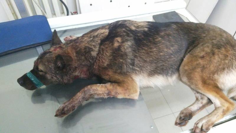 В Тюменской области из рук живодеров спасли собаку и теперь требуют наказания для извергов