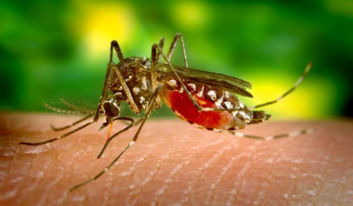 Малярия. болезни, вирусы, история, эпидемия