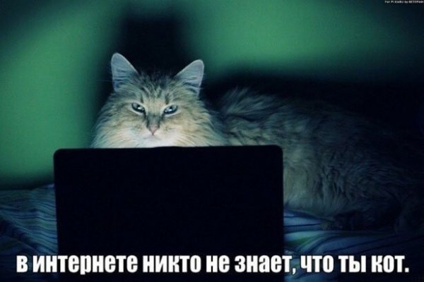 Коты и компьютеры