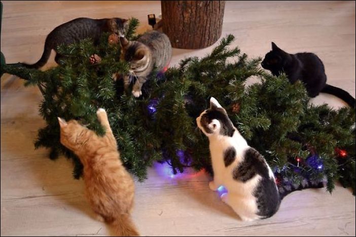 Коты и елка 