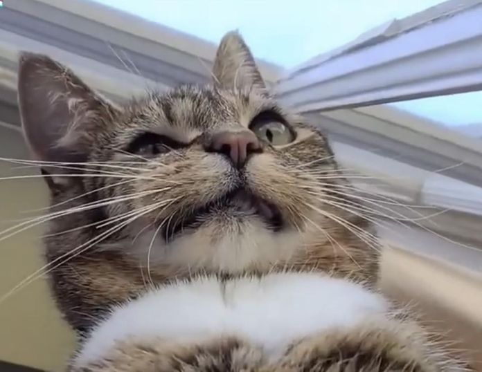 Без кота и жизнь не та