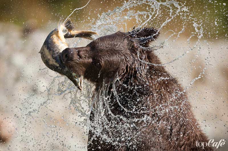 красивые фото медведей: Бурый медведь
