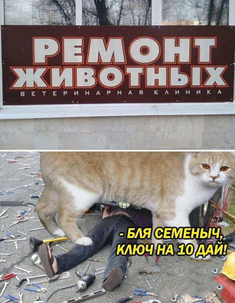 Весёлые фотомемы Весёлые фотомемы