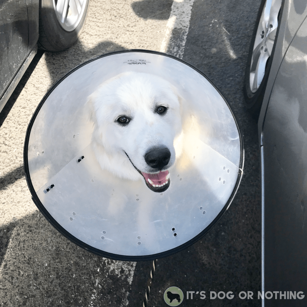 Muzzle training isn't for "bad" dogs. Every dog, even the most social, easy-going dogs, can benefit from muzzle training. Here's how to choose a muzzle a simple way to acclimate your dog.