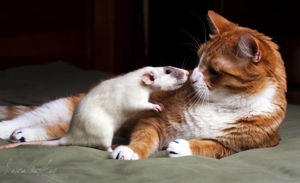 ������� �������� ����� � �����