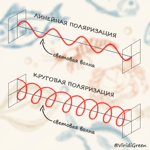 рак-богомол креветка-богомол самое странное животное подводный клоун оно отвратительные мужики disgusting men