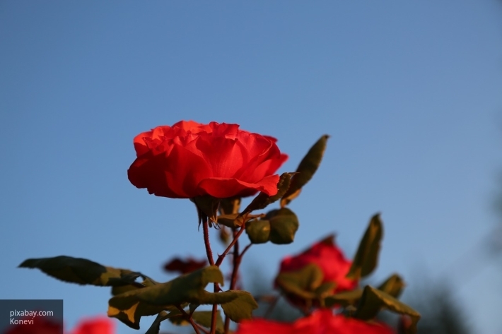 Самый простой способ черенкования садовых роз