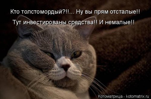 Свежая котоматрица для всех (31 шт)