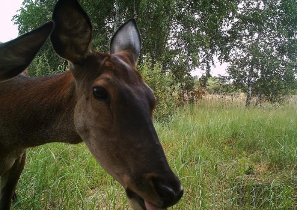 Мужчина установил фотоловушки возле Чернобыля. Камера зафиксировала невероятное!