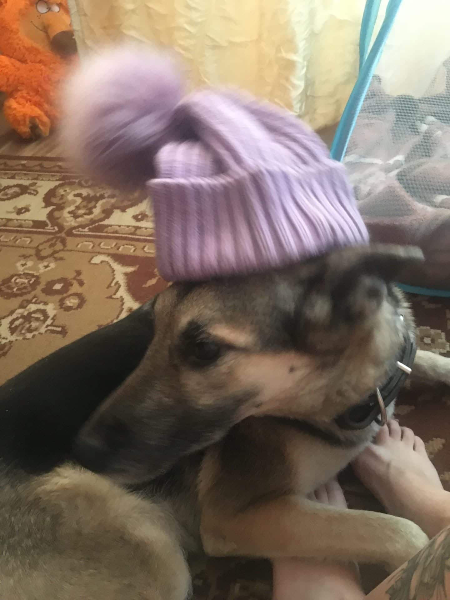 собака в шапке