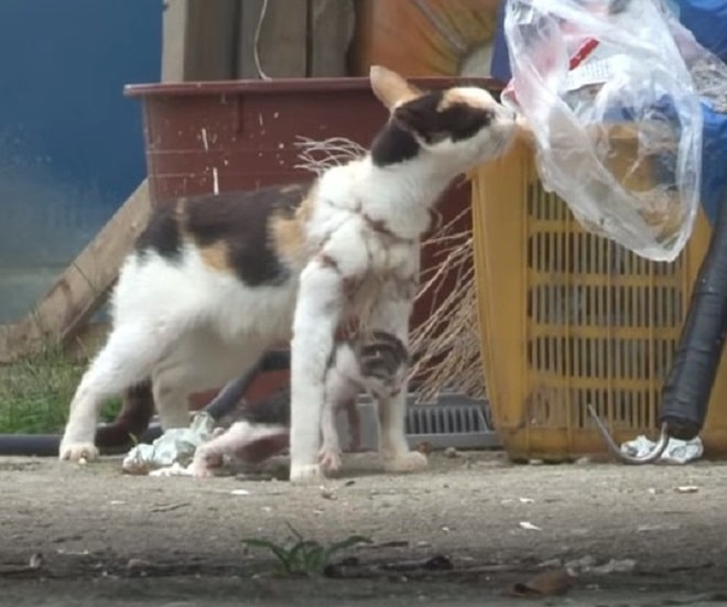 Кошка и котенок