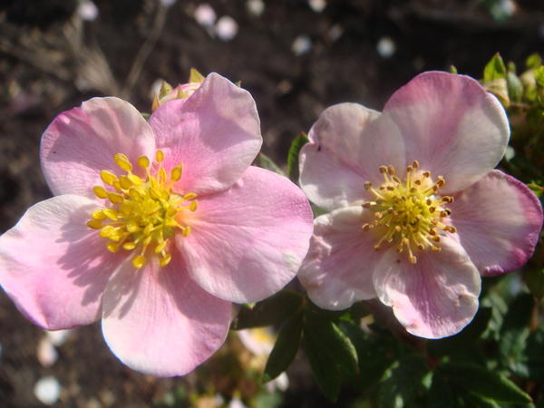 Лапчатка кустарниковая &amp;#39;Пинк Куин&amp;#39; (&amp;#39;Pink Queen&amp;#39;)