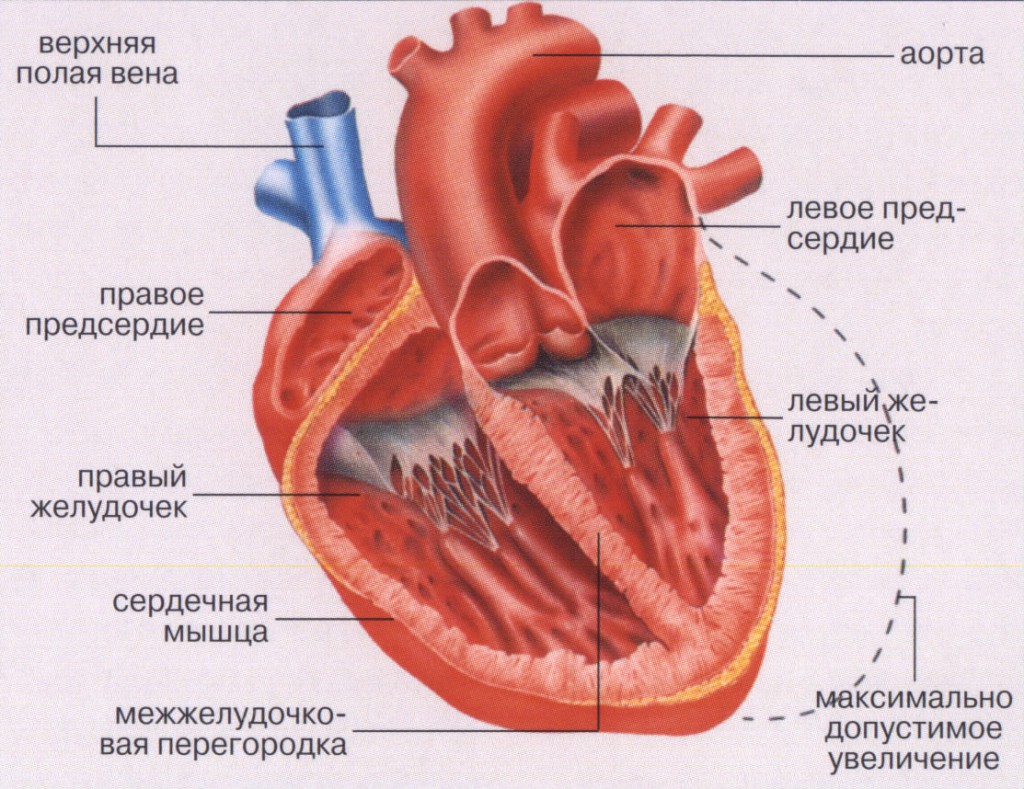 Гид по сердцу: признаки болезней, как лечить, как предотвратить, как спастись в сложной ситуации болезни,здоровье,медицина,сердечно - сосудистые заболевания