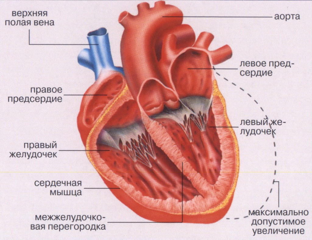 сердце в разрезе