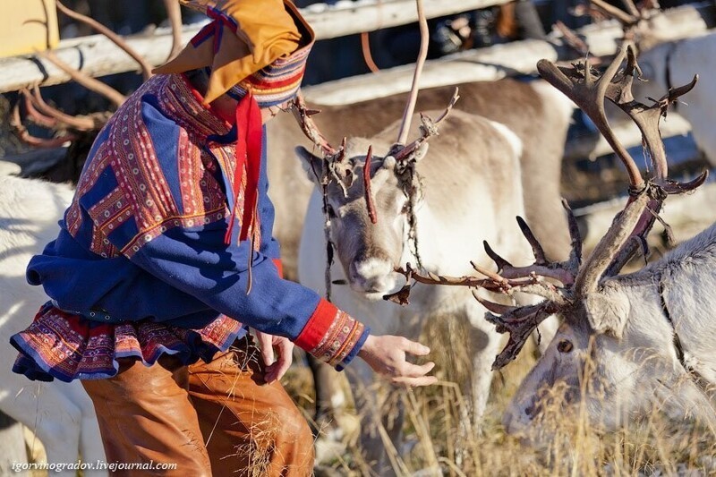 Где живут оленеводы: путешествие в Лапландию Лапландия,олени,Финляндия