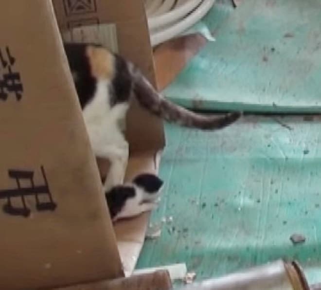 Картонная коробка