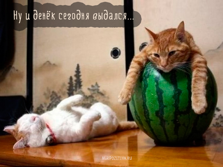 кошка в арбузе кошка в арбузе