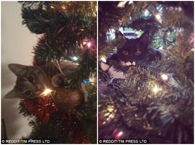 Новогодние котейки