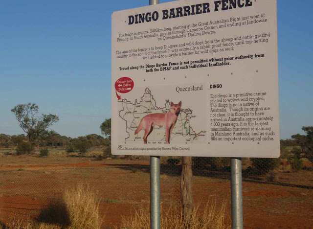 собачий забор в австралии